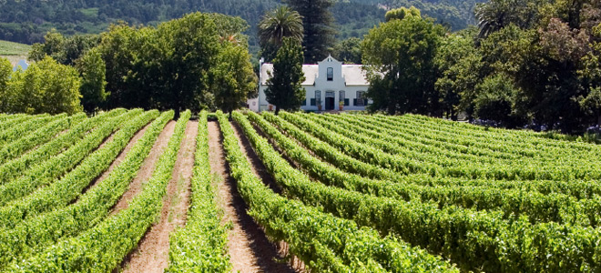 Photo of Cape Town vineyard